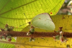 Aphrissa boisduvalii