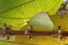 Aphrissa boisduvalii