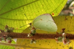 Aphrissa boisduvalii