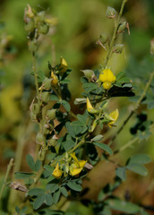 Crotalaria medicaginea