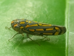 Apogonalia stalii