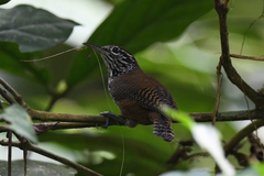 Cantorchilus thoracicus
