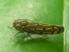 Apogonalia stalii