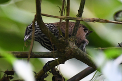 Cantorchilus thoracicus
