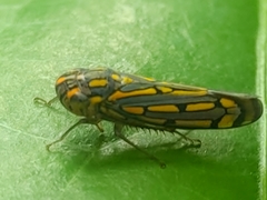 Apogonalia stalii