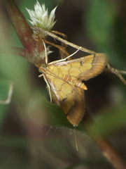 Ischnurges luteomarginalis