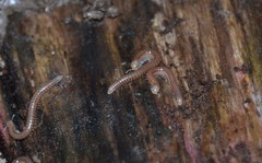 Cylindroiulus parisiorum