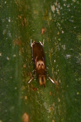 Momphidae