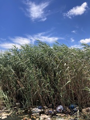 Phragmites australis