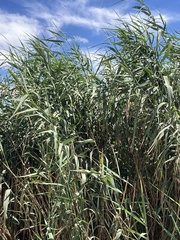 Phragmites australis