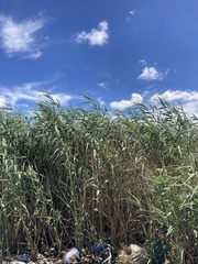 Phragmites australis