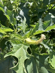 Datura stramonium
