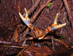 Euastacus urospinosus