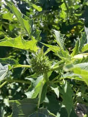 Datura stramonium