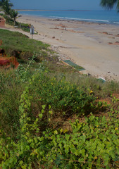 Crotalaria medicaginea