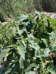 Datura stramonium