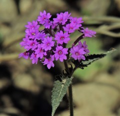 Glandularia scrobiculata