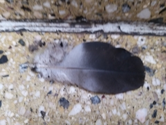 Columba livia domestica