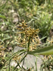 Cyperus esculentus