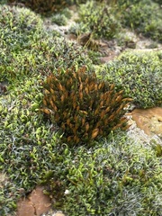 Orthotrichum anomalum