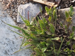 Bothriospermum zeylanicum