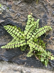 Asplenium trichomanes