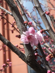Prunus blireana