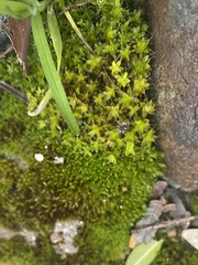 Syntrichia ruralis