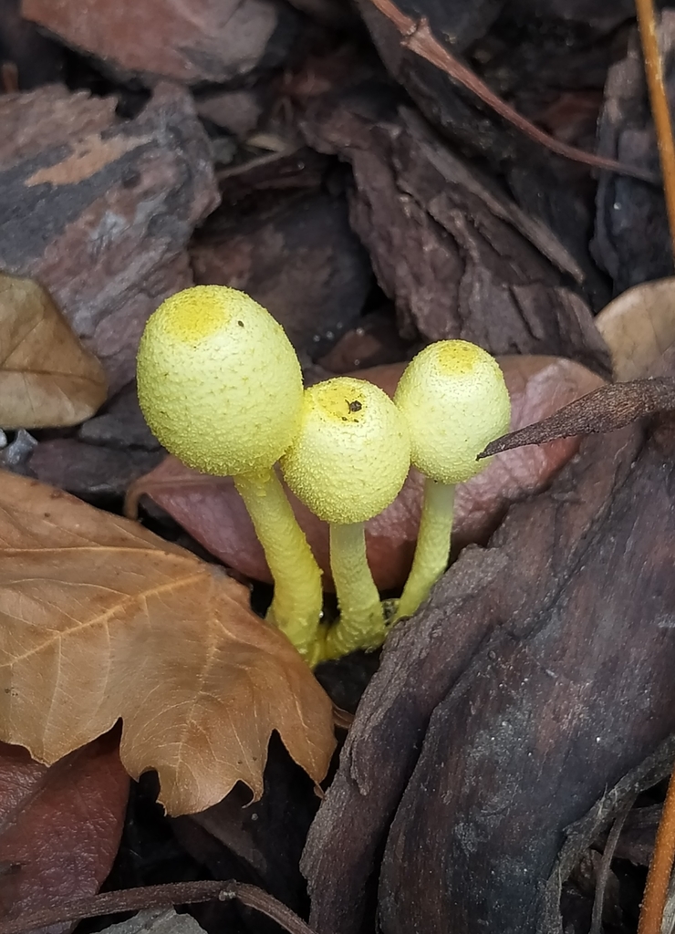 Leucocoprinus birnbaumii · January 2022 · photo: © seba_fornes (iNaturalist, cc-by)