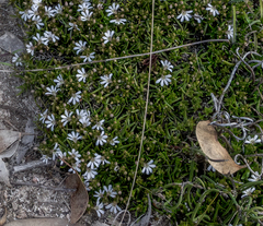 Scaevola pulvinaris