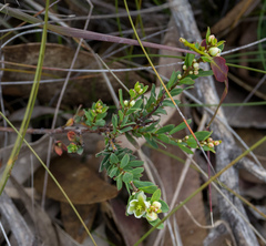 Phyllanthus calycinus