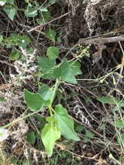 Commicarpus plumbagineus