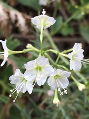 Commicarpus plumbagineus