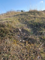 Pottiopsis caespitosa