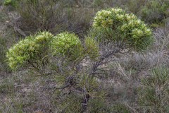 Hakea corymbosa