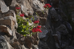 Arachnothryx leucophylla