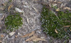 Scaevola pulvinaris