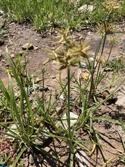 Cyperus esculentus