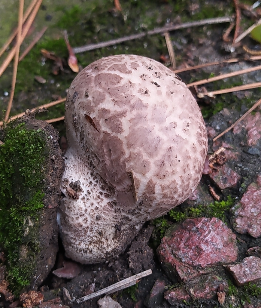 Calvatia cyathiformis · January 2022 · photo: © seba_fornes (iNaturalist, cc-by)