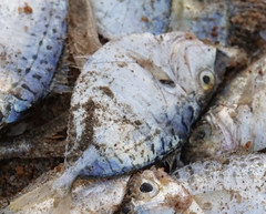 Leiognathidae