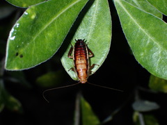 Drymaplaneta heydeniana