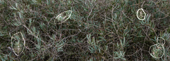 Melaleuca phoenicea
