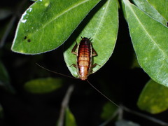 Drymaplaneta heydeniana