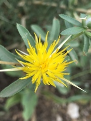 Centaurea iberica