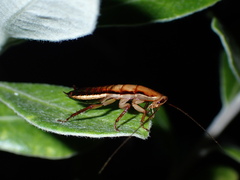 Drymaplaneta heydeniana