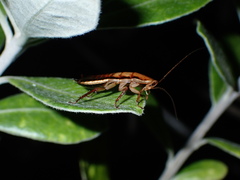 Drymaplaneta heydeniana