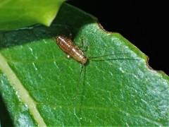 Drymaplaneta heydeniana