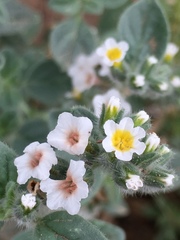 Heliotropium rotundifolium