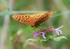 Speyeria cybele