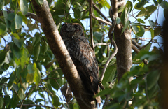 Strix ocellata